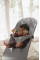 Шезлонг BabyBjorn Bliss Cotton + іграшка