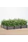 Підвищена клумба - грядка Cultivo   GROW CUBE XL 123x82x17cm 005434