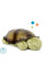 Нічник з проектором Cloud b Twilight Turtle  Classic Mocha
